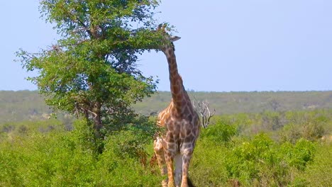 giraffe walks to a tree and eats leaves in kruger national park, south africa, african wildlife