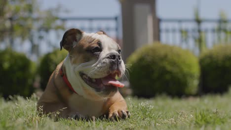 Bulldoggenwelpe,-Der-Draußen-Im-Hinterhof-Liegt