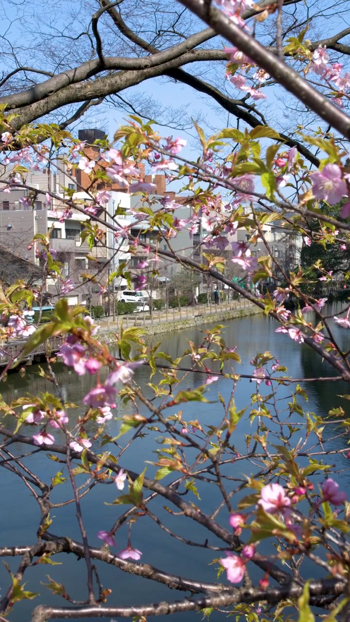 Fiori di sakura rosa ondeggiano sui rami sopra un canale tranquillo sotto un cielo azzurro e limpido.