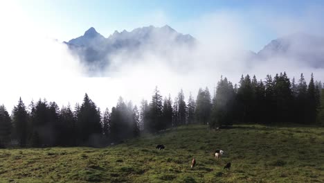 drone fly above cows in alpine landscape of austrian alps. mountain range and forest above the clouds in background