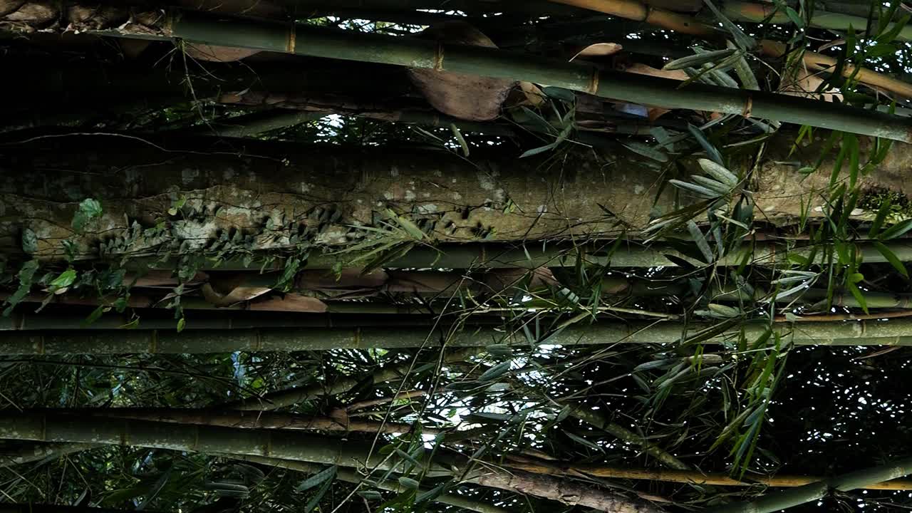 cámara lenta de las plantas en la jungla de ubud en bali en indonesia
