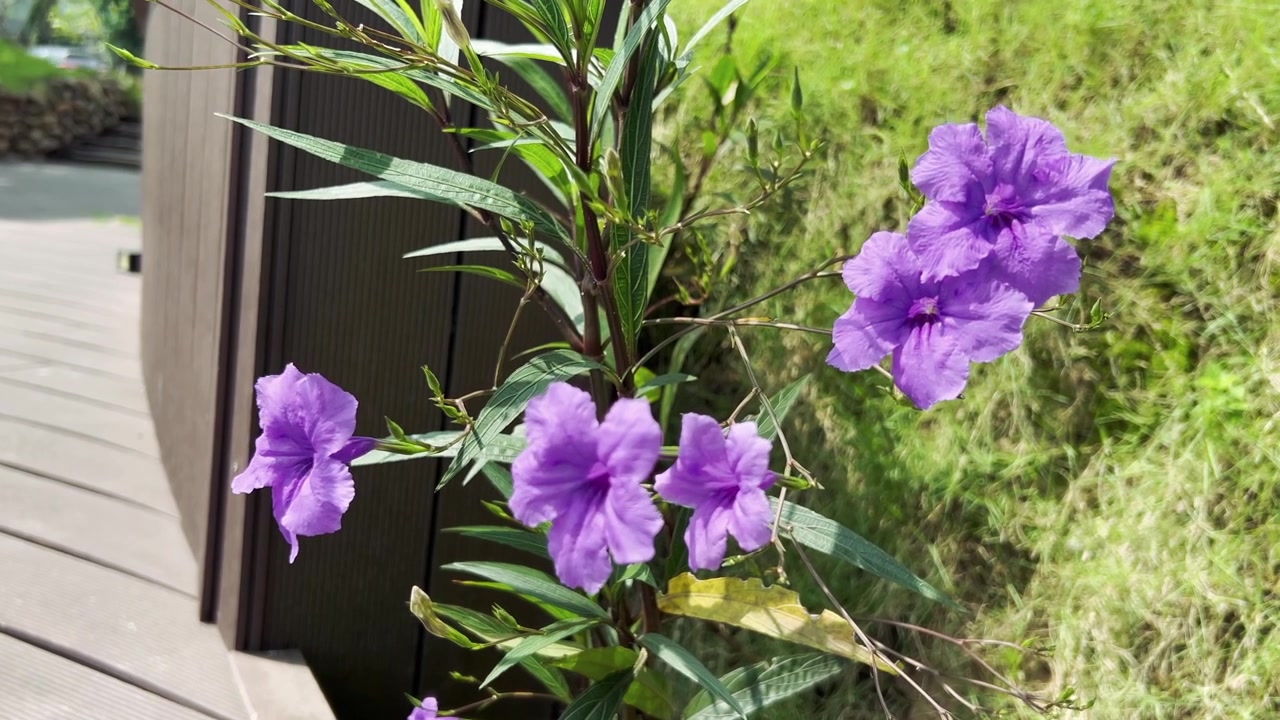 Flores de Ruellia roxas florescendo em um jardim