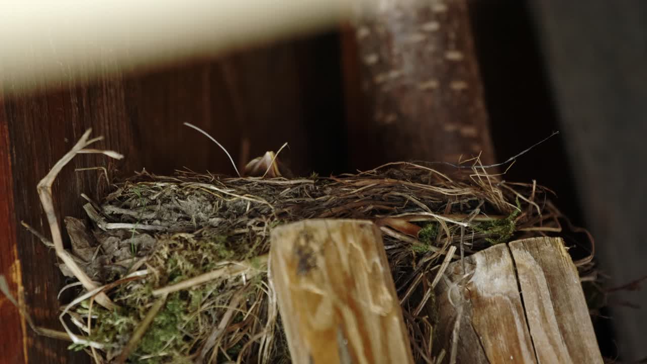 голодный маленький птенчик черной птицы возвращается в гнездо после ожидания пищи