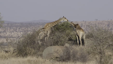 Giraffe--family-eating--shrubs-among-on-rocks