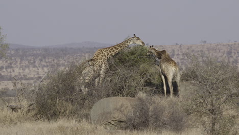 familia de jirafas comiendo arbustos entre rocas