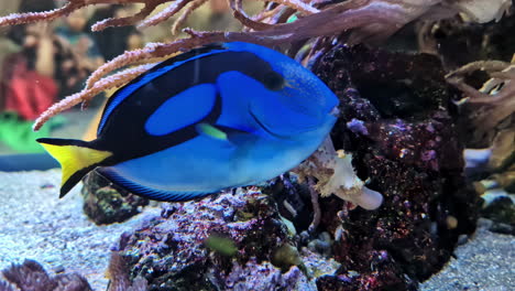 blue tang swimming inside the aquarium in riga, latvia. - closeup shot