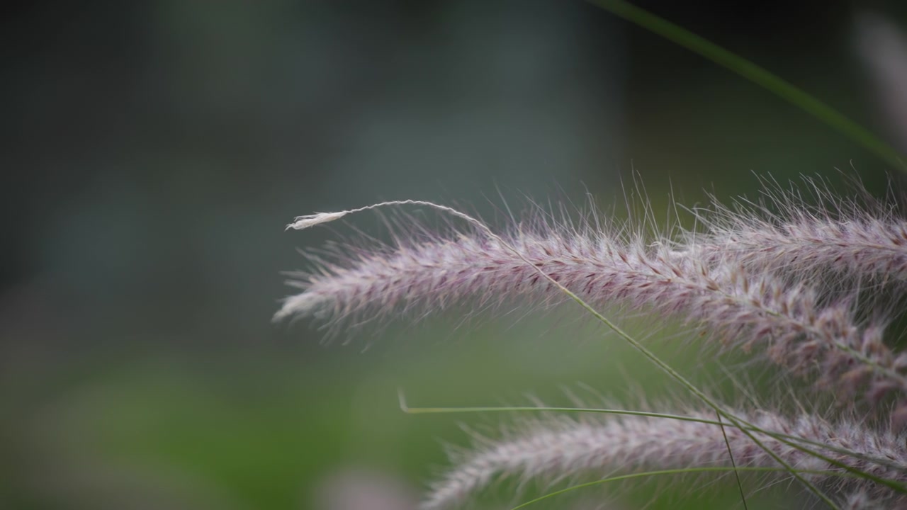 Primo piano di un bellissimo fiore d'erba marrone