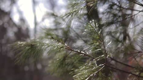 pine needles blowing in the wind slow motion