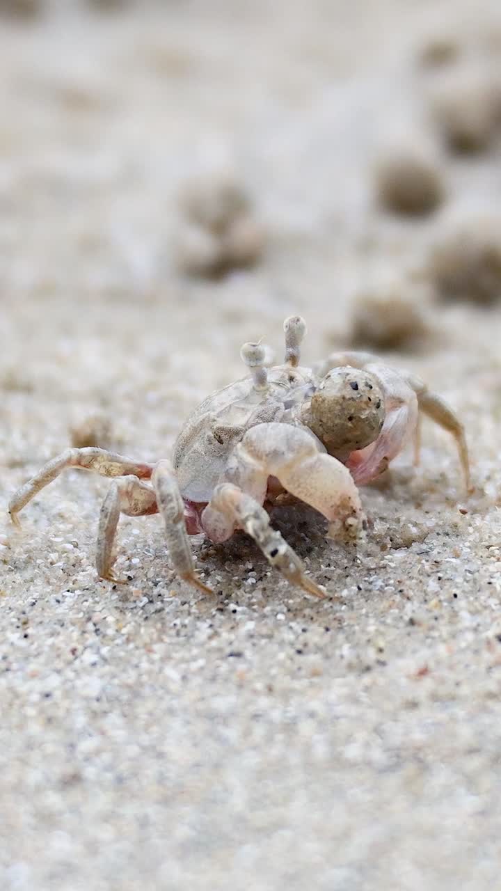 모래 해변을 가로질러 움직이는 유령 크래브