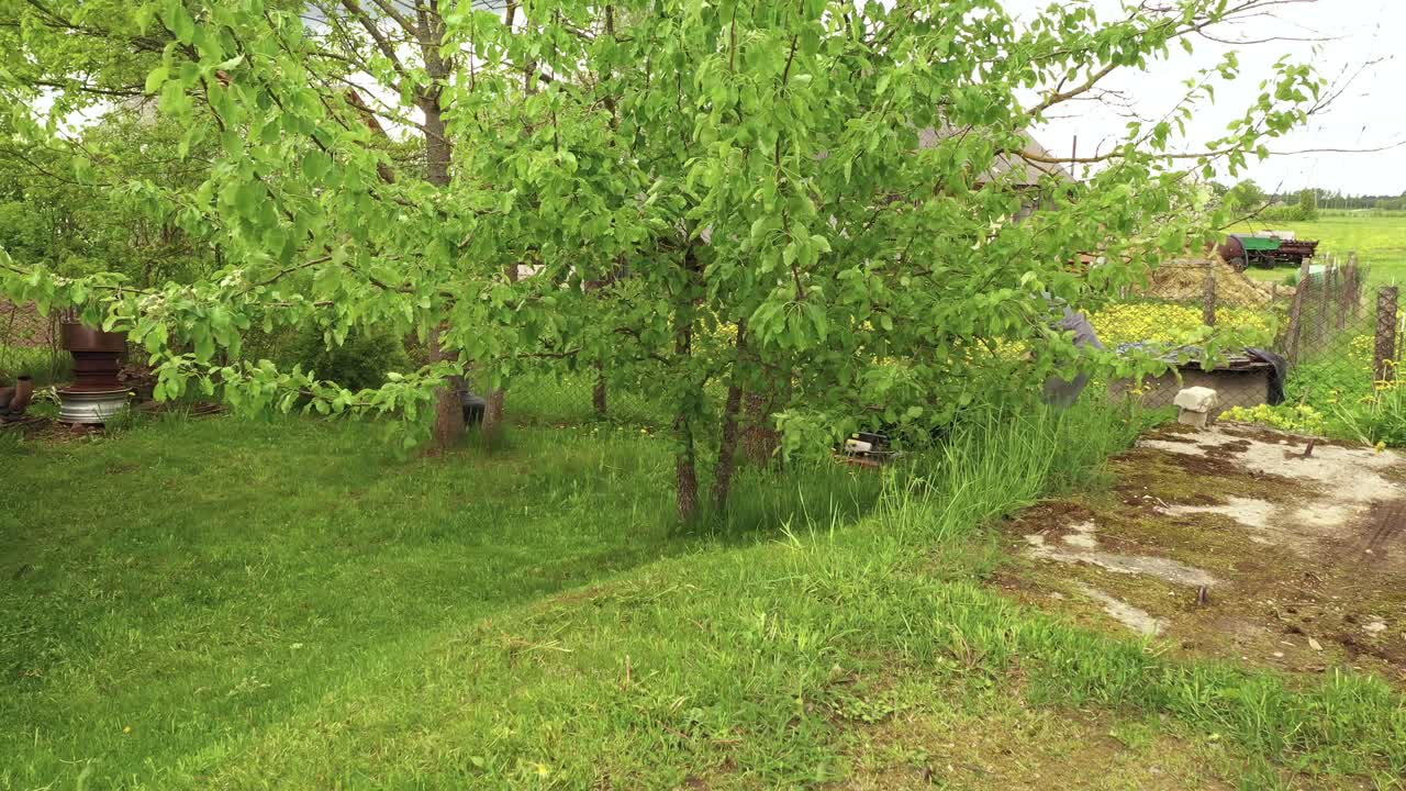 휘발유 모어를 밀고 정원에 있는 나무 사이에 잔디를 깎고 있는 남자