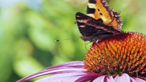 Foto-Macro-De-Una-Pequeña-Mariposa-Naranja-De-Concha-Recogiendo-Néctar-De-La-Flor-Cónica-Púrpura-Y-Luchando-Con-El-Viento,-Sobre-Fondo-Verde