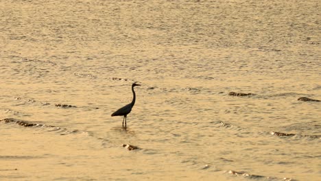 a heron walks along the beach at sunset