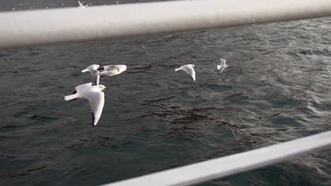 pájaros volando junto al barco sobre el mar en estambul