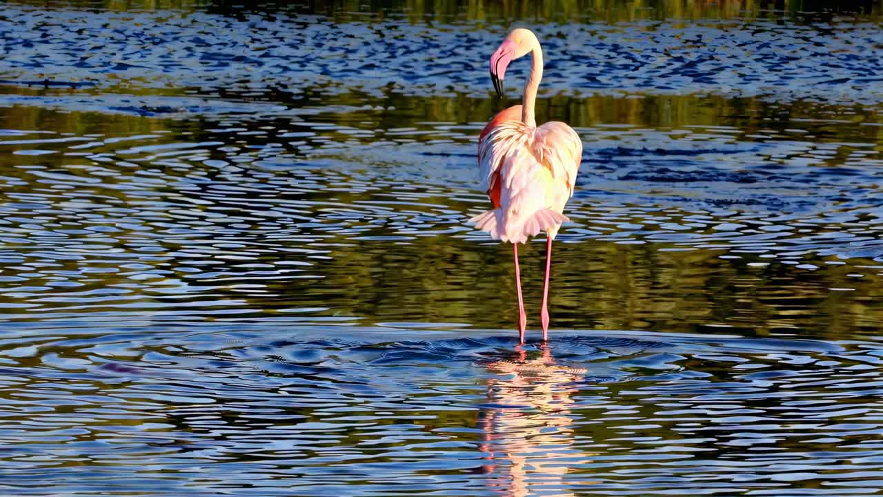A flamingo spreads its wings gracefully in a vibrant nature scene
