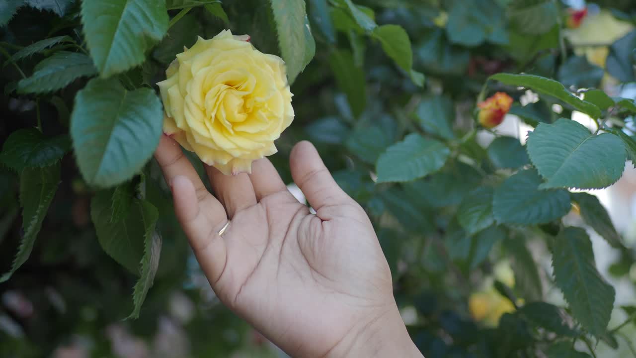 A Hand Holding A Yellow Rose