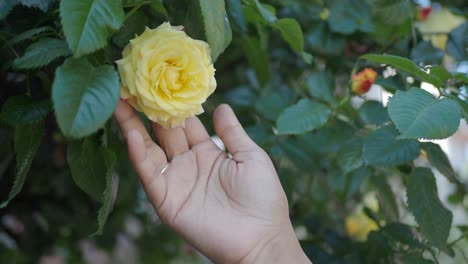 a hand holding a yellow rose