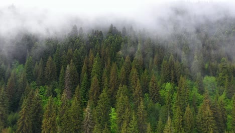 aerial: misty mountainside forest, fog covering conifer trees, 4k landscape