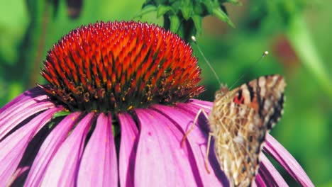 Un-Primer-Plano-Extremo-De-Una-Pequeña-Mariposa-Naranja-De-Concha-Sentada-En-Una-Flor-De-Cono-Púrpura-Y-Cerrando-Sus-Alas