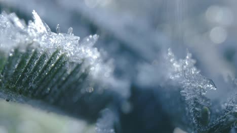 close up mimosa leafs and flowers with ice in the winter morning light.