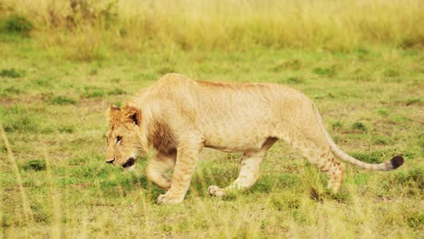 Slow-Motion-Shot-of-African-Wildlife-in-Maasai-Mara,-Young-male-lion-prowling-walking-through-the-green-lush-plains-of-Kenyan-National-Reserve,-Africa-Safari-Animals-in-Masai-Mara-North-Conservancy