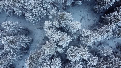 top down drone shot of the trees top with ice and snow