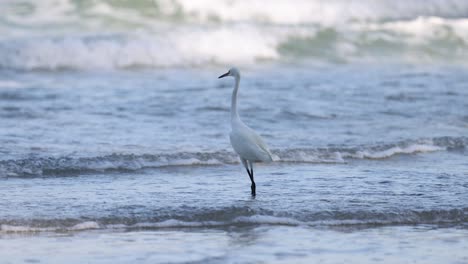 a solitary egret navigating the shoreline waves