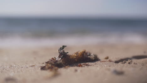 seaweeds at the sunny shoreline of bunbury beach in western australia