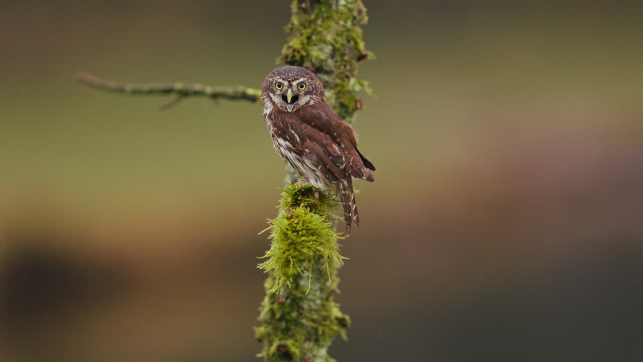 un búho posado en un pequeño tronco de árbol