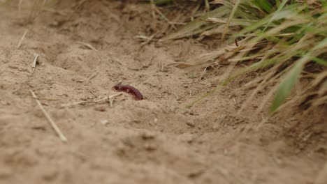 red flat-backed millipede from the chelodesmidae family slowly walking on the ground