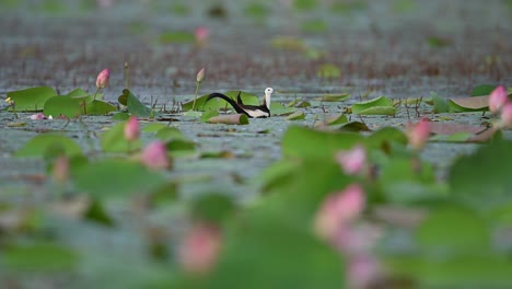 queen of wetland pheasant tailed jacana feeding in water lily pond