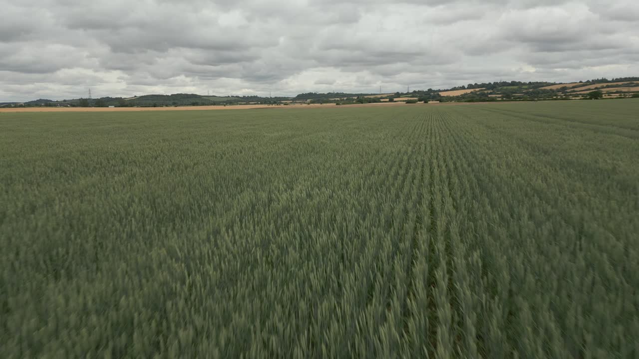 altas plantas de trigo balanceándose de un lado a otro en el viento en un día nublado