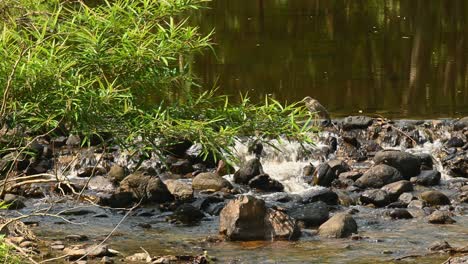 Chinese-Pond-Heron,-Ardeola-bacchus,-Huai-Kha-Kaeng-Wildlife-Sanctuary,-Thailand