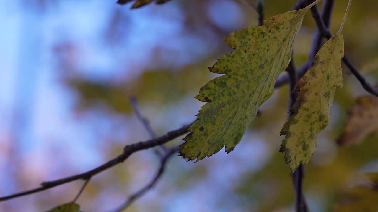 Close-up of autumn leaves hanging on a branch against a soft sky backdrop