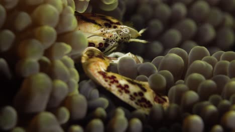 porcelein crab hiding in anemon coral