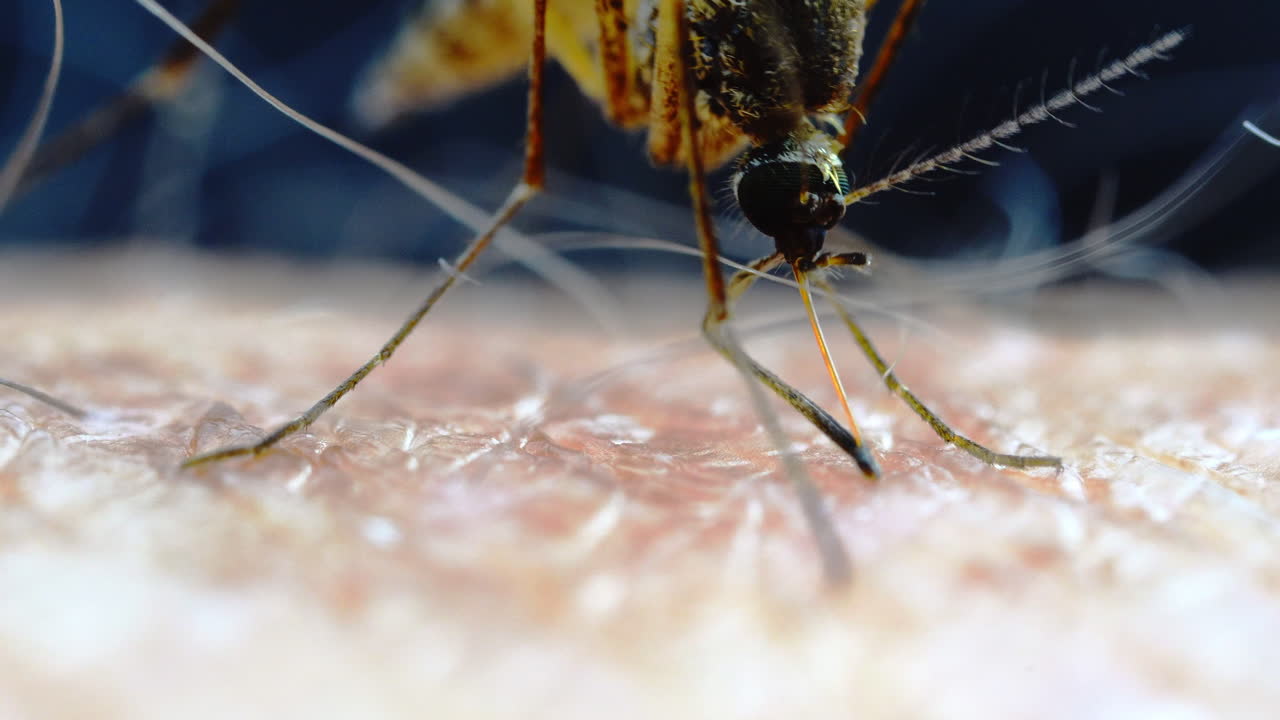 Close-up of a Mosquito Biting Human Skin