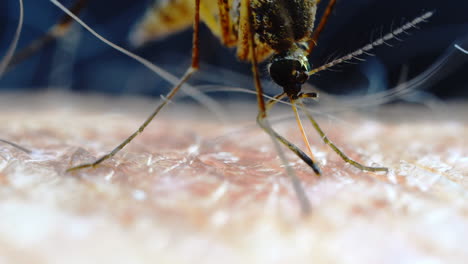 close-up of a mosquito biting human skin