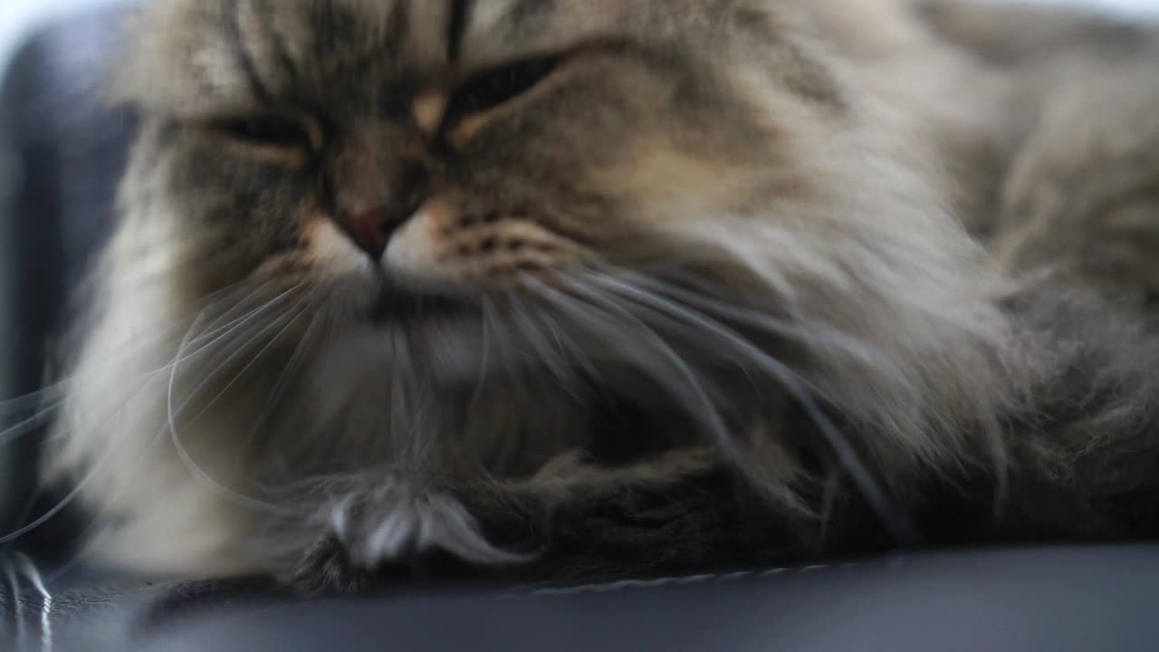 el gato persa tabby marrón