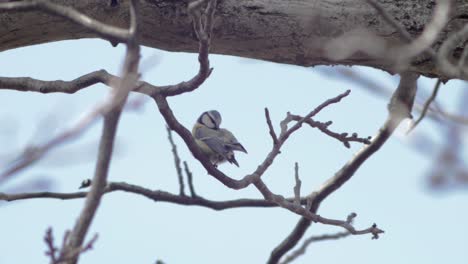 Plano-Medio-De-Cámara-Lenta-De-1-Carbonero-Sentado-En-Una-Rama-Girando,-Limpiando-Sus-Plumas