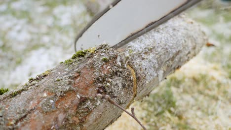 Cutting-tree-log-with-chainsaw,-pruning-trees