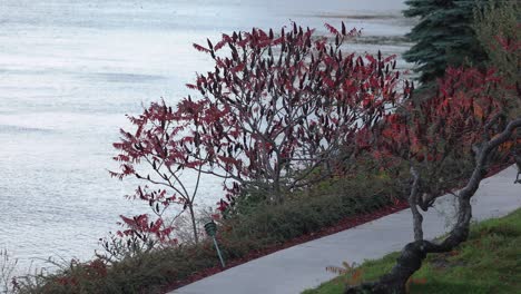 path through garden with ornamental red leaf shrubs by shiny river water