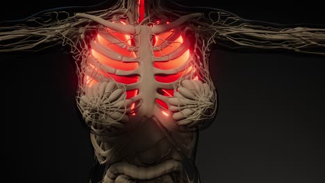 examen radiológico de los pulmones humanos