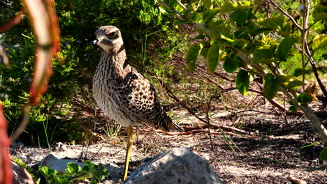 Cape-thick-knee-balancing-on-one-leg-in-low-bushes-in-daylight,-static-closeup