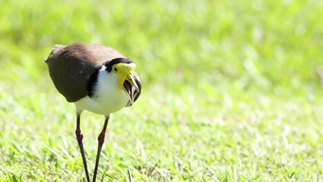 bird prepares and takes off from grassy field