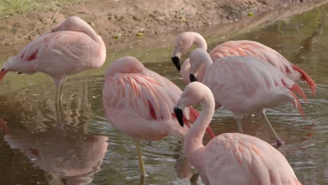 Cerrar-Flamencos-Rosados-En-Un-Estanque-En-El-Zoológico,-Cámara-Lenta