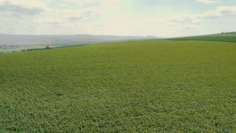 Una-Vista-Aérea-Revela-Una-Colina-Adornada-Con-Un-Floreciente-Campo-De-Girasoles-Y-Un-Cielo-Nublado