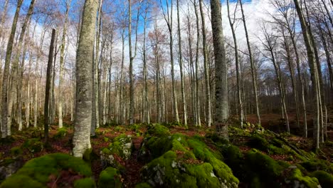 FPV-drone-footage-in-a-woodland-in-fall,-the-ground-is-full-of-dry-brown-leaves-that-stand-out-against-the-moss-and-green-vegetation