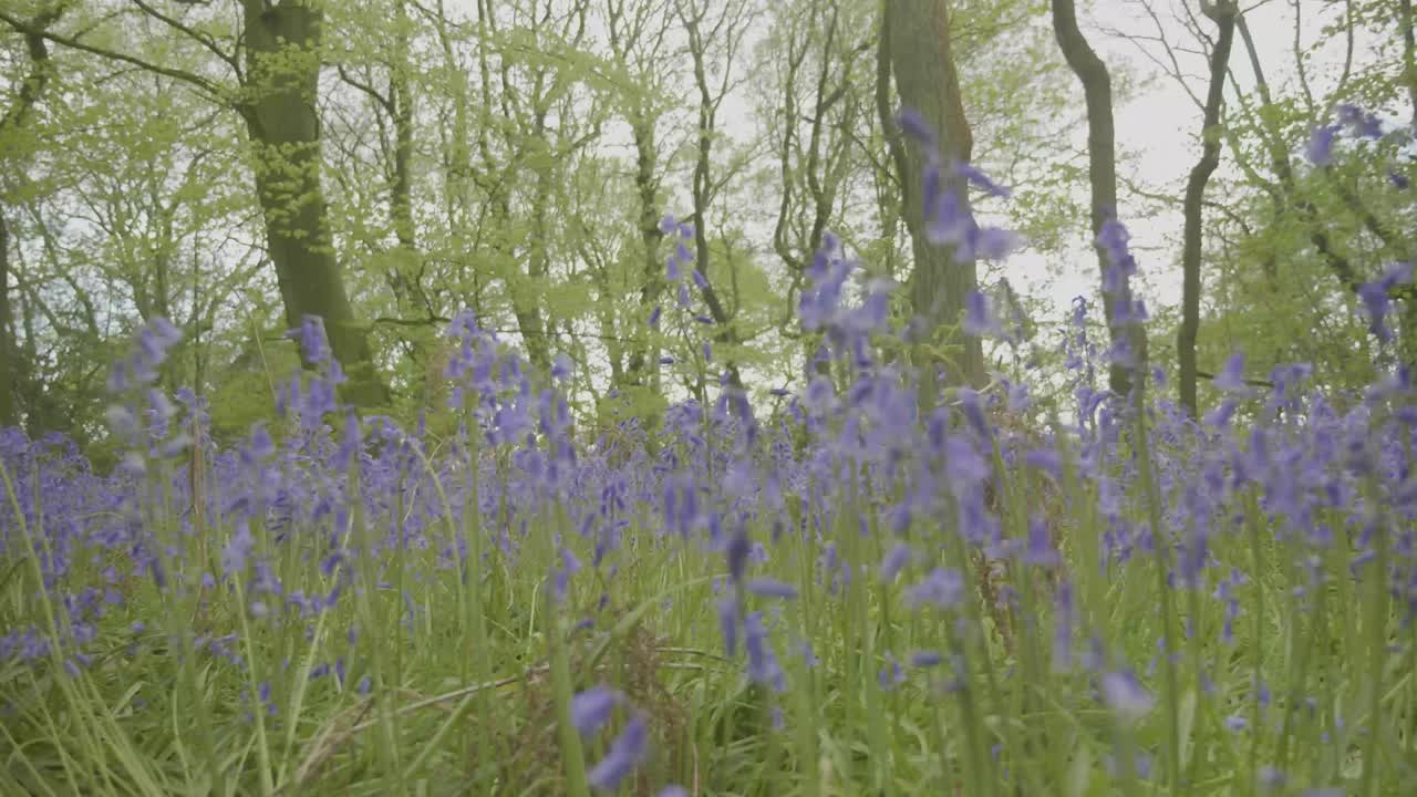 cámara lenta, dientes de león de árboles y campanillas en el bosque en primavera