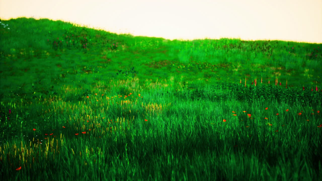Lush green meadow with wildflowers at sunset in a peaceful landscape