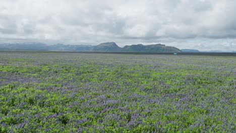 purple lupine flower fields near the ring road in south coast iceland