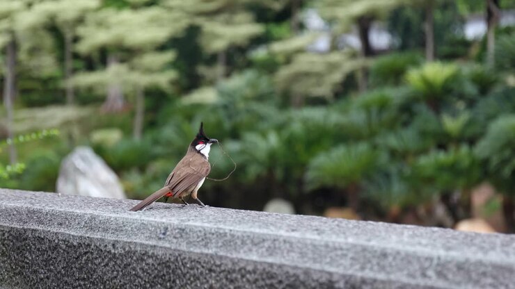 Red whiskered Bulbul